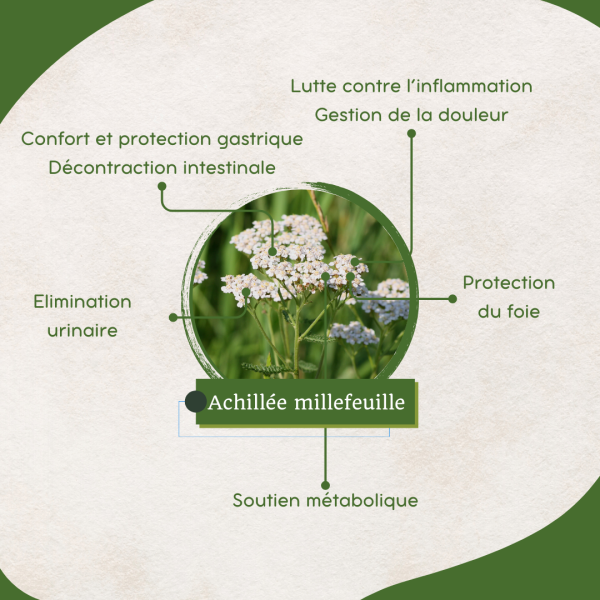 Yarrow - Organic - Locomotion, Transit, Relaxation