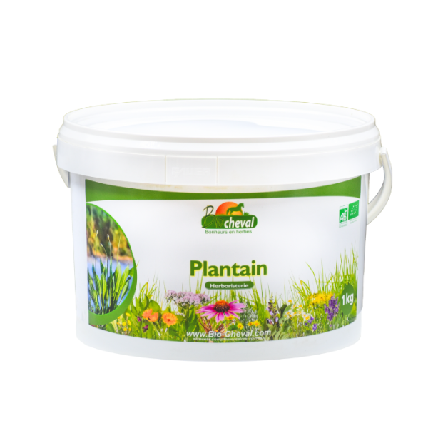 Plantain lancéolé - Bio - Toux & asthme