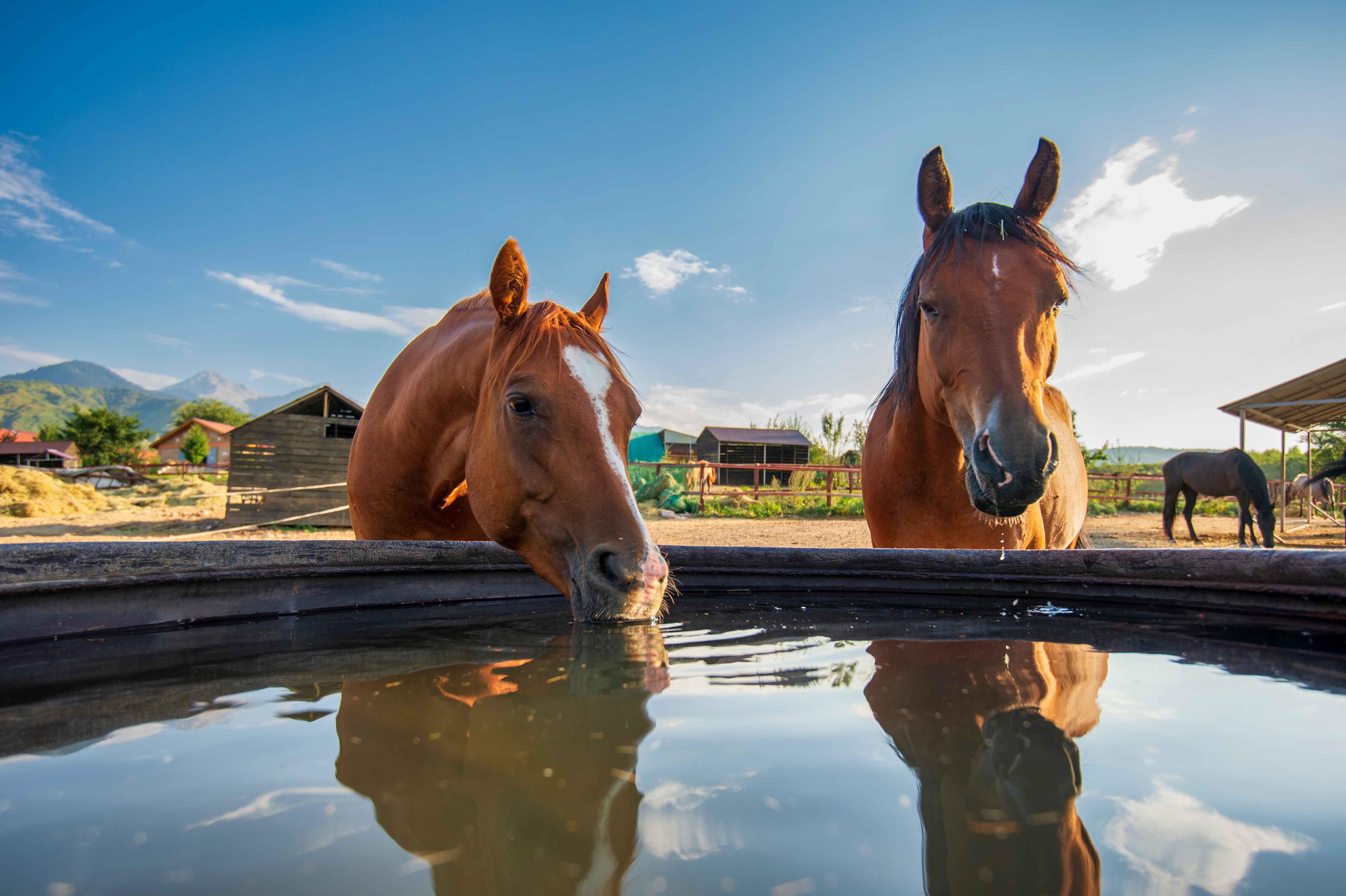 Chevaux s'abreuvant par temps chaud