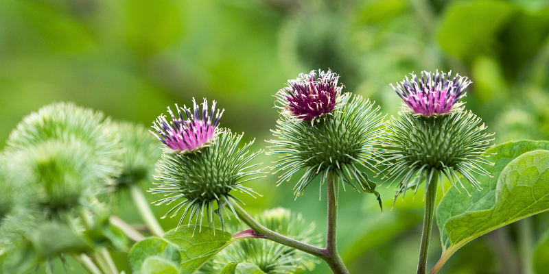 Des plantes comme la bardane aident à détoxifier un organisme sollicité.