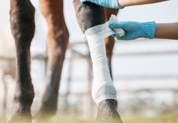 Comment soigner une plaie sur un cheval, un poney ou un âne ?